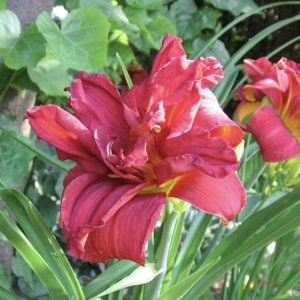 Daylily 'Double Pardon Me'