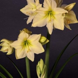 Amaryllis Lemon Lime