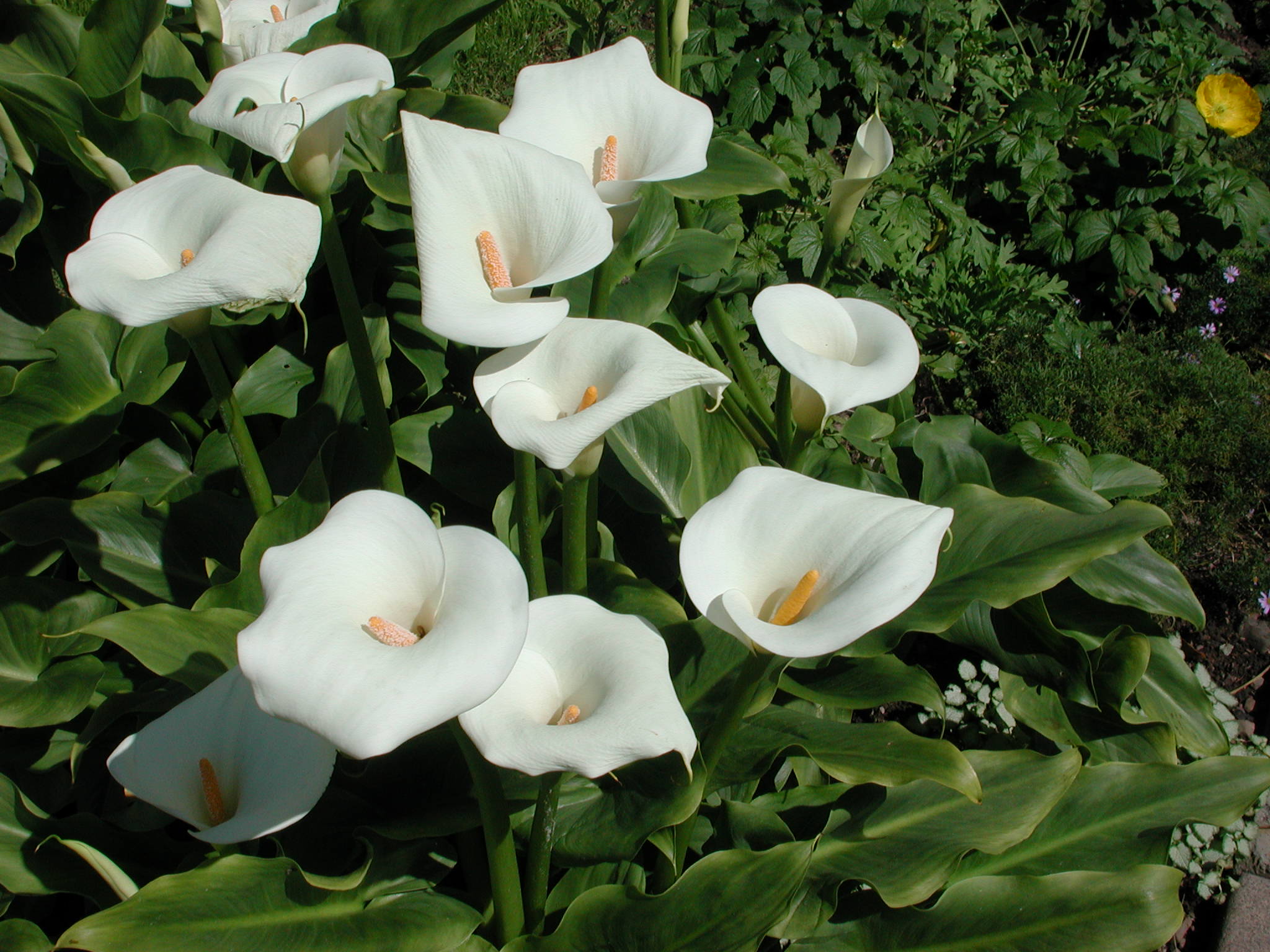 Calla Lily : The Garden Club of Houston