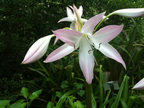 Crinum Lily blooming-size bulb Summer Nocturne JUMBO 