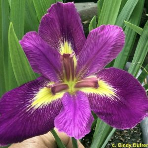 Louisiana Iris 'Vermilion Treasure'
