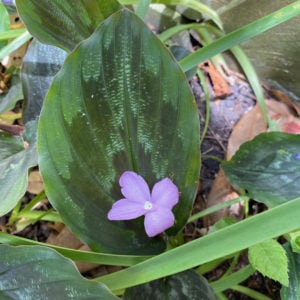 Ginger Peacock Lily