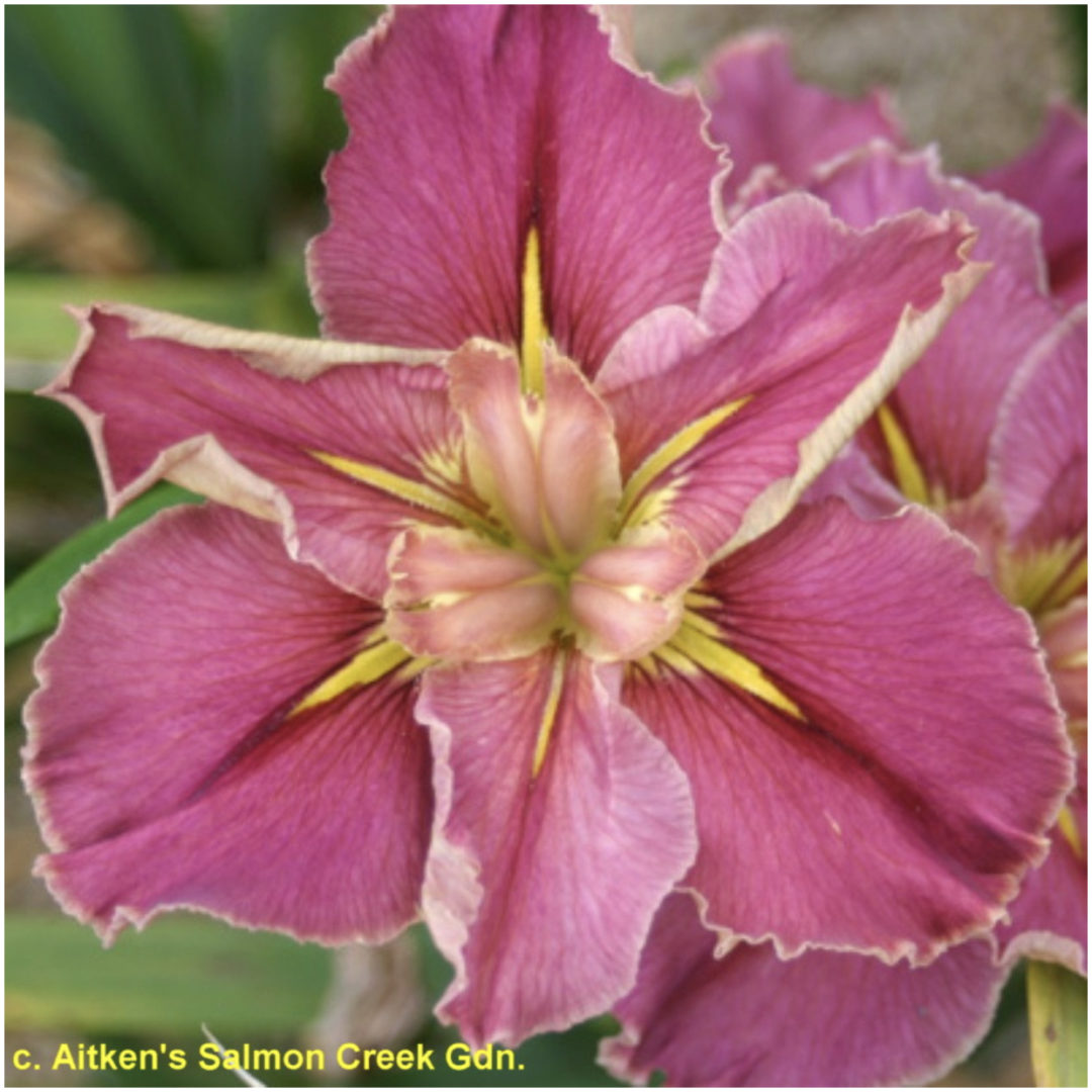 Louisiana Iris Barcoo The Garden Club Of Houston