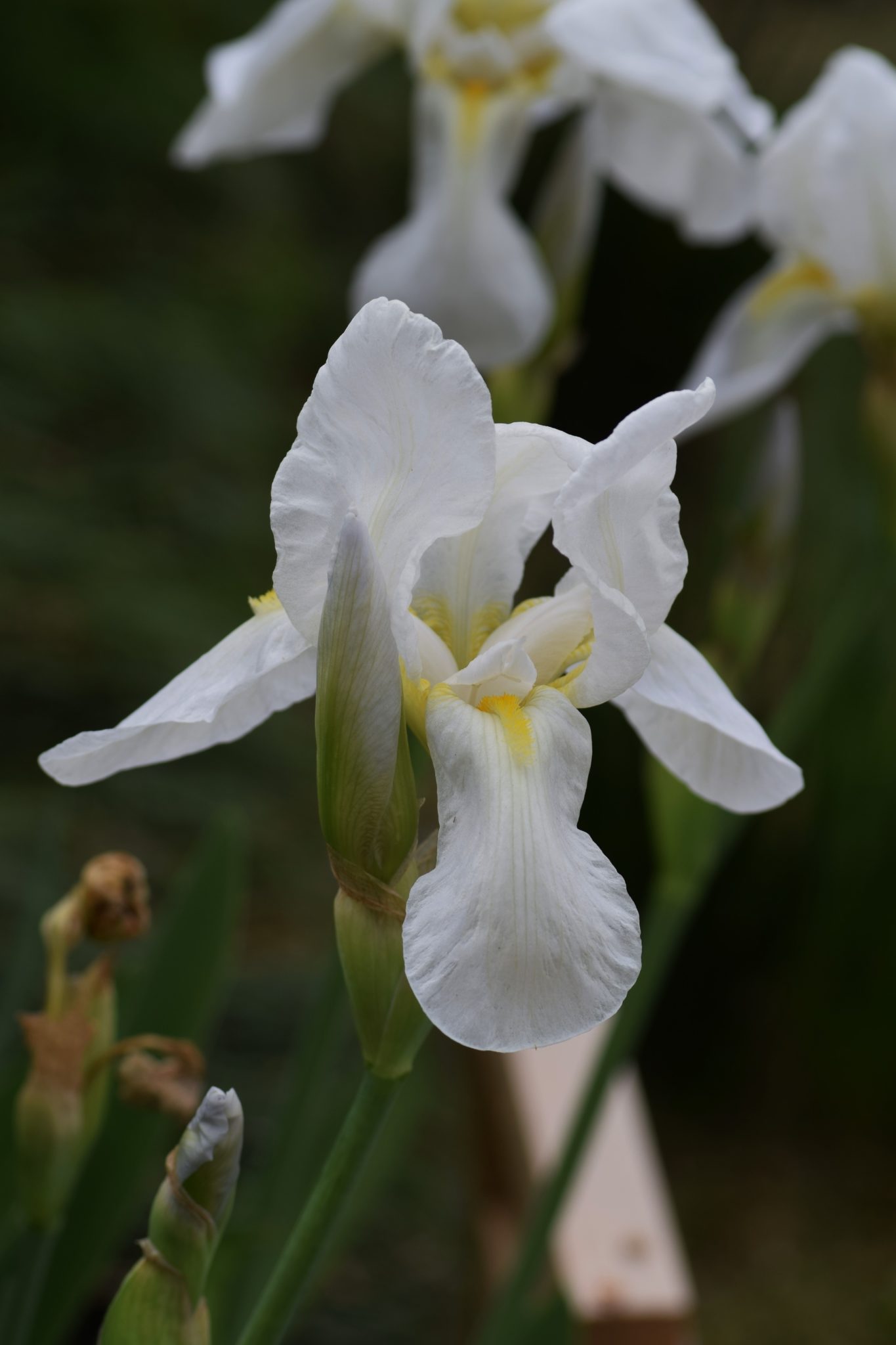 Iris Cemetery Iris : The Garden Club of Houston