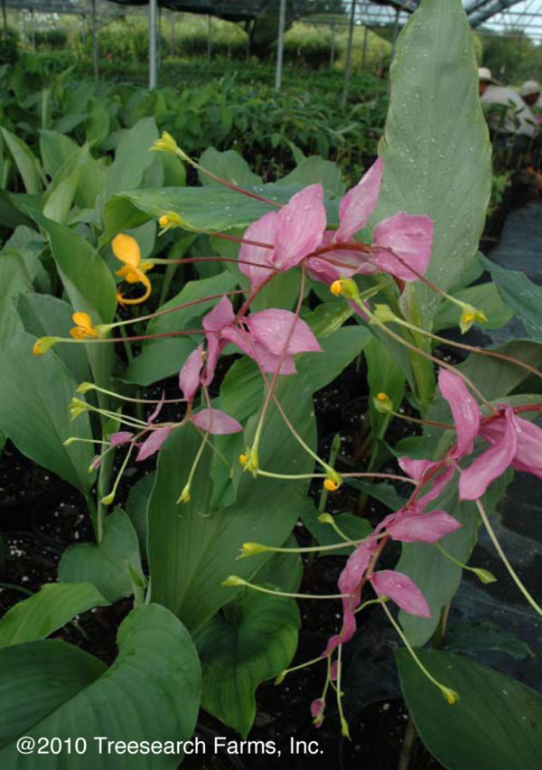 Ginger Globba Dancing Lady : The Garden Club of Houston