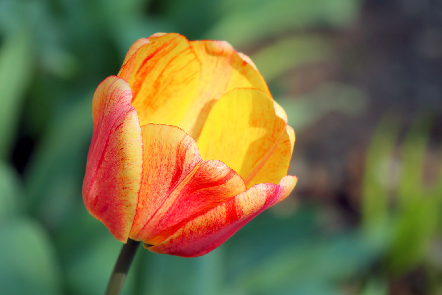 Tulip World’s Peace : The Garden Club of Houston