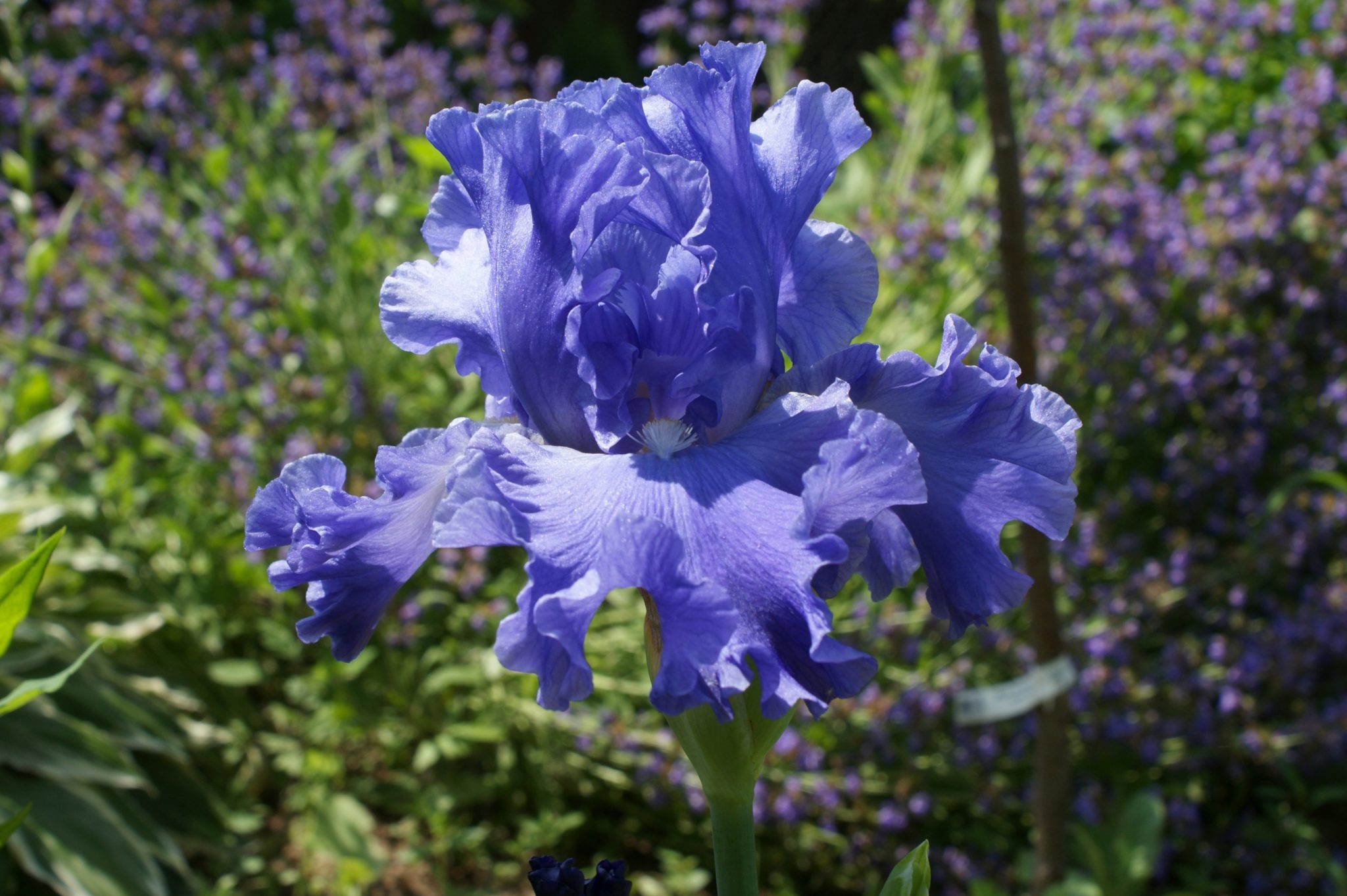 Tall Bearded Iris 'Blue Montana Sky' : The Garden Club of Houston