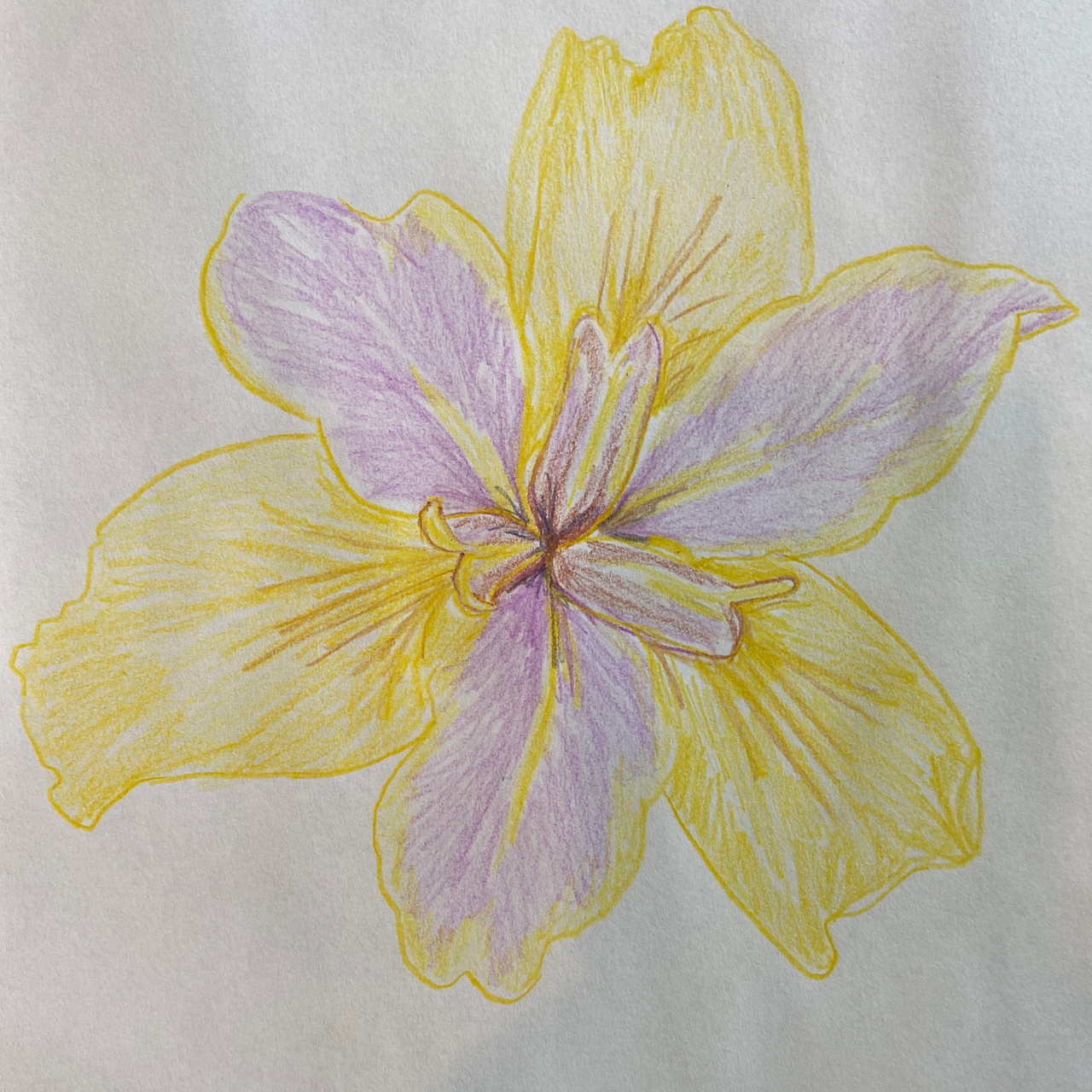 Louisiana Iris Joe Pott The Garden Club Of Houston