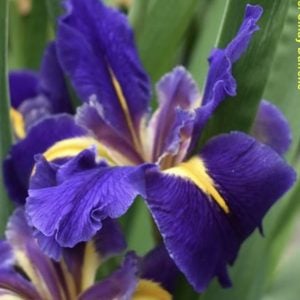 Louisiana Iris 'Cajun Jester'