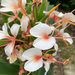Ginger Hedychium 'Samsheri'
