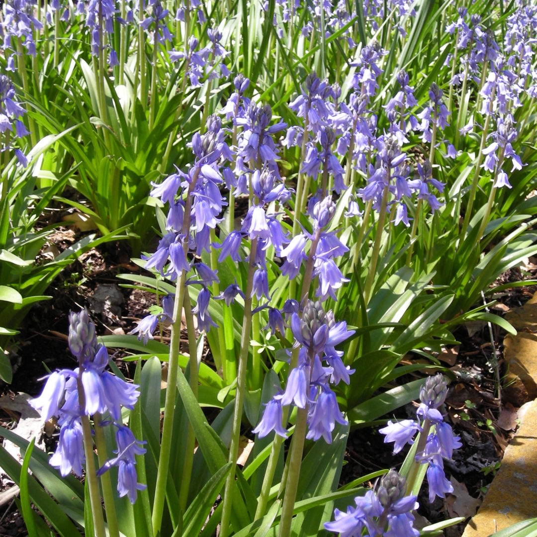Product Categories Hyacinthoides The Garden Club Of Houston