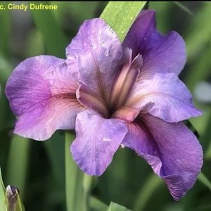 Louisiana Iris 'Tchoupitoulas’