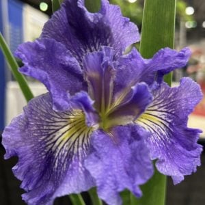Louisiana Iris ‘Quiski Bayou’