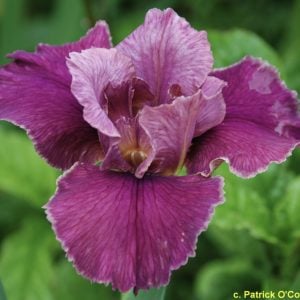 Louisiana Iris ‘Pete Fountain'