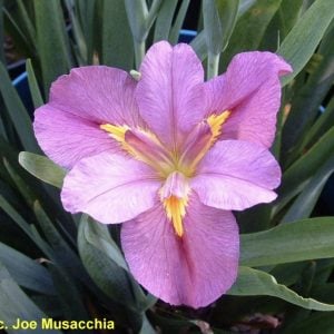Louisiana Iris 'Bitty Boo'