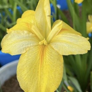 Louisiana Iris 'Laura Louise'