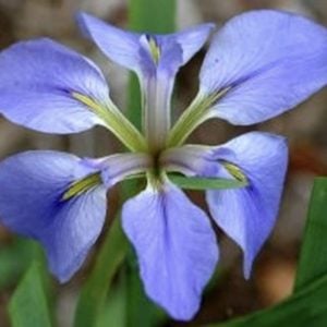 Louisiana Iris 'Little Rock Skies'