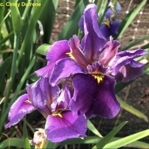 Louisiana Iris 'Presquille'