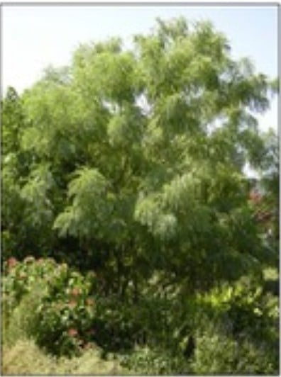 Tree - Arroyo Sweetwood – Myrospermum sousanum