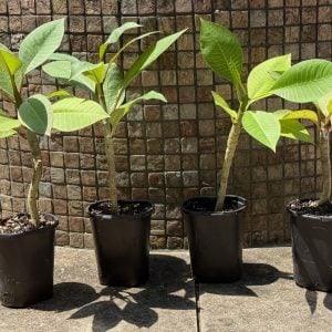 A PLUMERIA