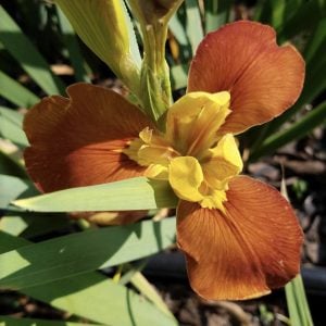 Louisiana Iris 'Amber Dawn'