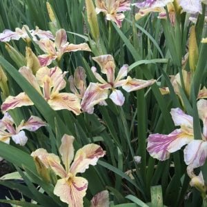 Louisiana Iris 'Annette Brown'