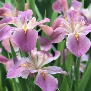 Louisiana Iris 'Aunt Shirley'