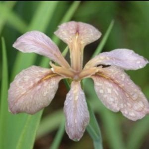 Louisiana Iris 'Bayou Bandit'