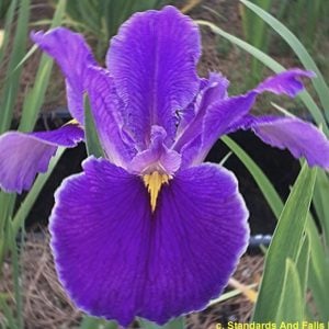 Louisiana Iris 'Bera'