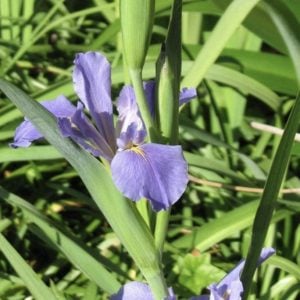 Louisiana Iris 'Bit of Blue'