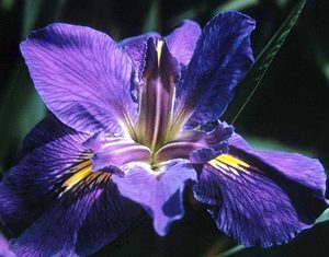 Louisiana Iris 'Blue Duke'