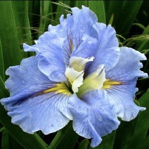 Louisiana Iris 'Blue Mountain Mist'