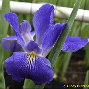 Louisiana Iris 'Brandon's Choice'