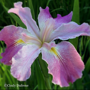 Louisiana Iris 'Bubblegum Ballerina'