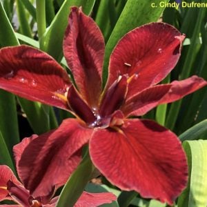 Louisiana Iris 'Cherry Cup'