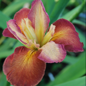 Louisiana Iris 'Chief of Chiefs'
