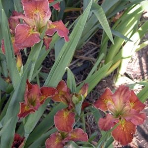 Louisiana Iris 'City of Ruins'