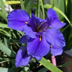 Louisiana Iris 'Clyde Redmond'