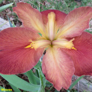 Louisiana Iris 'Coup d'Etat'