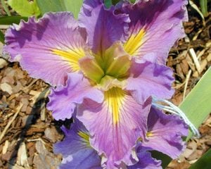 Louisiana Iris 'Cozy Moment'