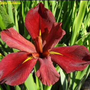 Louisiana Iris 'Creole Flame'