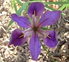 Louisiana Iris 'Devil's Dungeon'