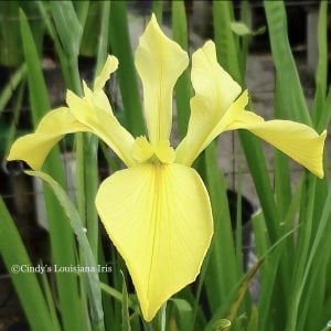Louisiana Iris 'Dixie Deb'