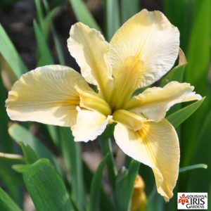 Louisiana Iris 'Dream Wish'