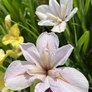 Louisiana Iris 'Evangeline's Legacy'