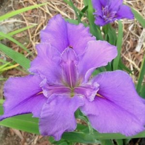 Louisiana Iris 'Even Handed'