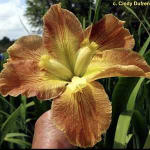 Louisiana Iris 'Exploding Star'