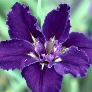 Louisiana Iris 'Extraordinaire'