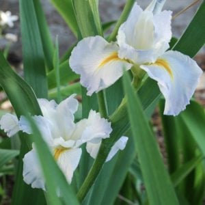 Louisiana Iris 'Faubourg Marigny'