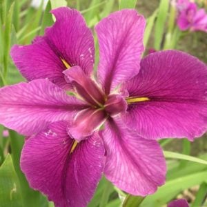 Louisiana Iris 'Festival Banner'